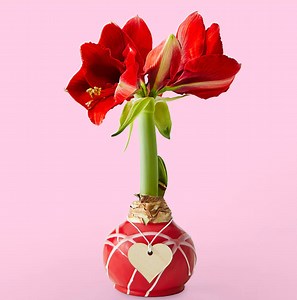 Here's Why the Amaryllis Makes the Perfect Houseplant for Beginners