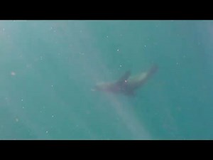 Abalone diving | Diving With Sharks