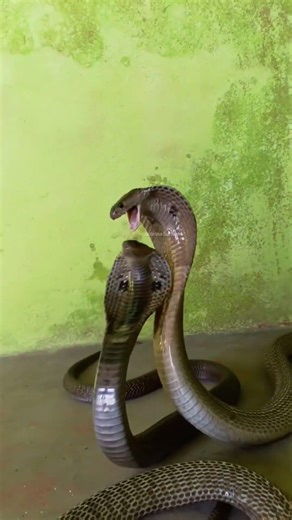 Cobra Snake in Aggressive Mode #naturelovers #snake #animals #snakevideo