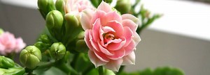 Kalanchoe : variétés, plantation et entretien