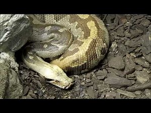 "Blutpython-Riesenschlange"-Live Video von Wolfgang Schmökel