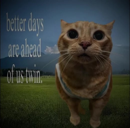 Embracing the Joy of Cats