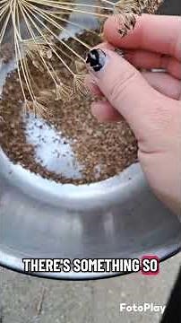 Come along with me as I harvest dill seeds from my garden 🌱
