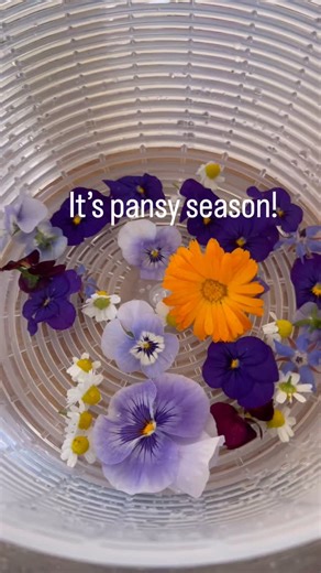100 reactions · 14 shares | It’s fall, the perfect time to grow pansies! They’re inexpensive, annual, edible, and beautiful. I gave a whole video dedicated to pansy 101 in YT. | Coastal Homestead | Facebook