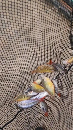 One scoop of Rainbowfishes moved out from the breeding area to the retail area @ Fishy Bizniz Farm. 762-1223 | FISHY Bizniz FARM