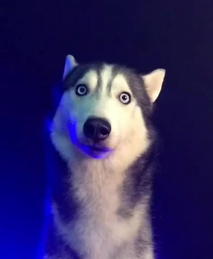 That look…..#gocozypaws #huskylife #huskyeyes #fuunyhusky #huskydog #huskylook #huskiesoftiktok #huskystory #foryou #usa