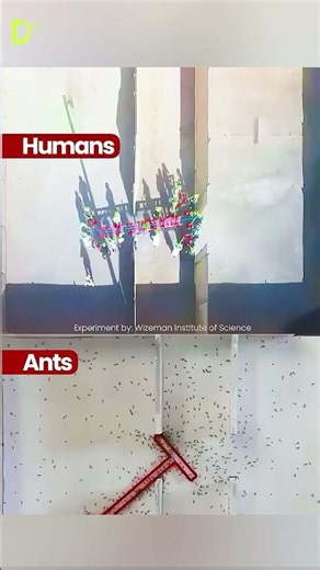 Ants vs. Humans #facts #didyouknow #mindblowingfacts
