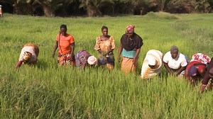 28K views · 595 reactions | [Dossier]  À Oumé, vastes plaines et climat propice font de la région un véritable grenier agricole en devenir. Riziculteurs et maraîchers, majoritairement des femmes, exploitent ce potentiel malgré les obstacles que sont le manque de mécanisation, d’intrants et l’état dégradé des routes, tandis que l’ONG Touka Dev accompagne les coopératives locales pour trouver des solutions durables. #RTIinfo | RTI Info | Facebook