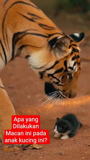 AiNIMAL CORE : TAK DISANGKA, HARIMAU INI MEMBUAT ANAK KUCING BEGINI..