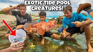 Catching EXOTIC Creatures Out Of TIDE POOLS For My AQUARIUM!! *Deadly Finds*