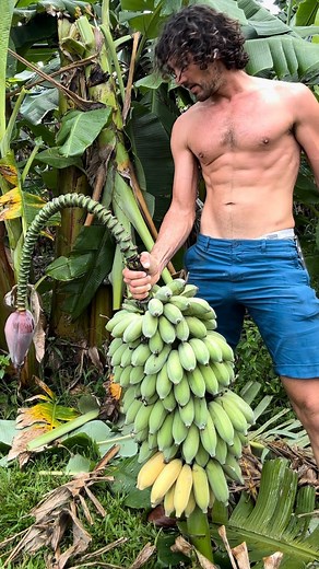We harvested a bunch of delicious bananas this week! 🍌 Use code: EARTHDAY2023 to get $23 off any size banana variety box free shipping w/ code: FREE ➡️ miamifruit.org 🌈 *code for US customers only *minimum order $39 *expires Sunday April 30th 11:59 pm EST *does not work for subscribe & save orders NOTE: Thanks to a few photo shopped memes going going viral, blue java pre orders are on a very long waiting list. We are growing as many as we can on our small farm, but please be prepared to wait a