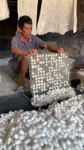 From Bamboo to Plastic Grids: Evolution of Cocoon Harvesting