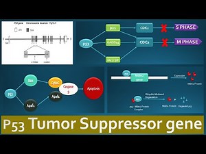 p53 Tumor suppressor and its functions - Role of p53 in various regulatory pathways explained