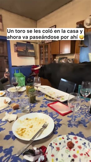 Y va tan tranquilo paseándose por ahí 😭 @mititazo | el toro