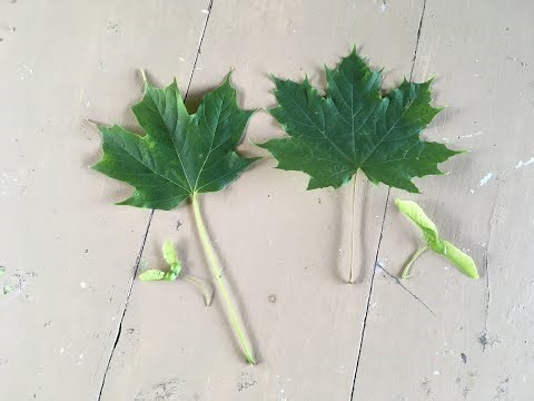 Invasive Species in New Hampshire: Identifying Norway Maple vs. Sugar Maple