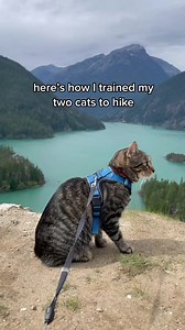 29K views · 606 reactions | Adventure Cat: How-To Train Your Cat To Hike #vanlifecat #cattips #adventurecat #adventurecats #hikingcat #cattricks | Quin Gable | Facebook