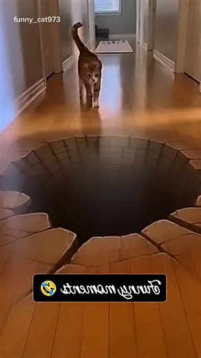 Hilarious Cat Moments to Brighten Your Day