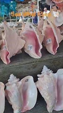 See What I Sea ⚓️ Conch shell 🐚 used to honor a spiritual moment