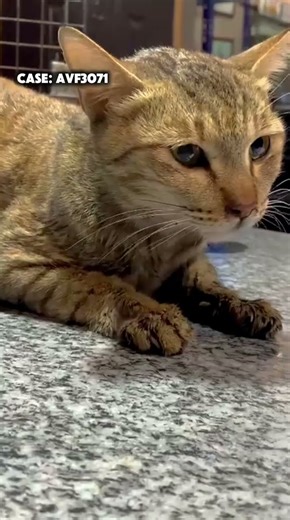 Mother with dead kittens in belly