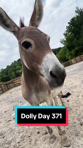 Dolly Day 371 Mini Donkey Pregnancy Story