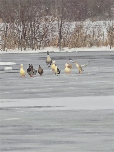 15° out, felt like -3 with the wind whipping up a little snow tornado ❄️ Took some convincing, but the ducks finally came up to eat. Thank goodness 🦆 #ducksoftiktok #duckfeeding #winterlife #farmtok #coldweather