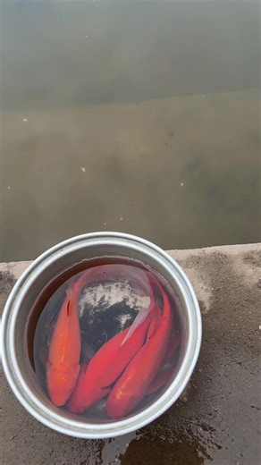 1001 câu chuyện ngày tết