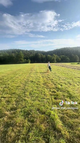 Finding Peace in the Chaos of Life with My Cavapoo