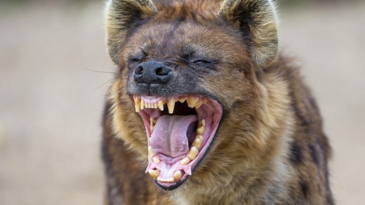From apes to birds, there are 65 animal species that “laugh”