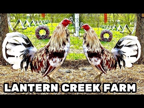 Kentucky Feeding Time Outdoor Breeding Pens - Big Farm Lantern Creek Farm