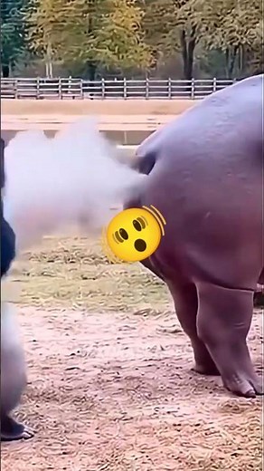 Try Not To Laugh: Ultimate Funny Hippo Compilation! 💦 #entertainment #shorts