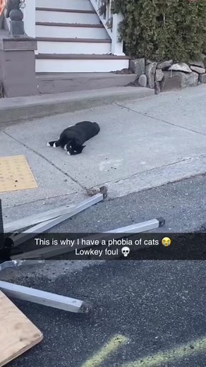 Funny Dog and Cat Memes Compilation