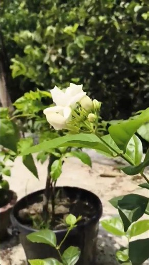 flowes #naturebeauty #nature #trending #shortsfeed #foryou #garden #flowes