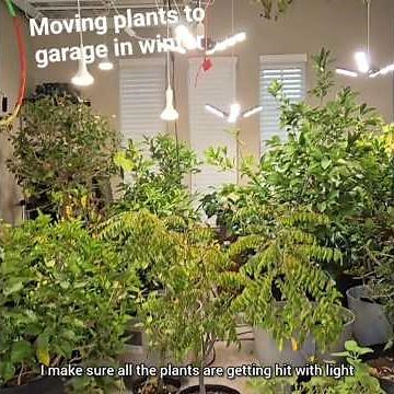 Moving plants to garage in winter for protecting the plants/ Taking care of plants in winter