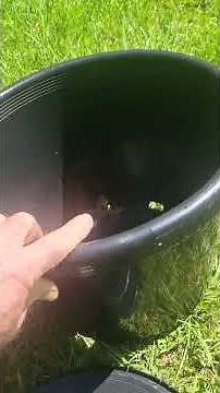 Cane toad trap, DIY