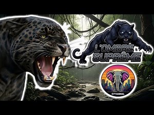 Panthère Noire | Documentaire Animalier