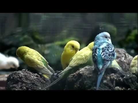 Bird Songs & Relaxing Music