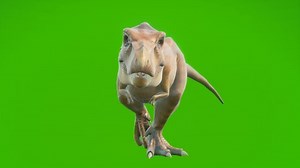 T-rex Dinosaur Walks Looping Seamless Animation Stock Footage Video (100% Royalty-free) 1066060939 | Shutterstock