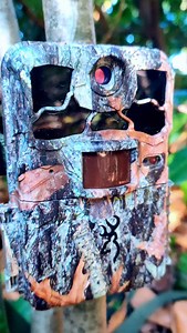 4.4K views · 973 reactions | What my trail camera captured in an open spot in the woods  #nature #wildlife #animals #forest #trailcam #wildcamera #trailcamera | Once Upon a Forest | Facebook