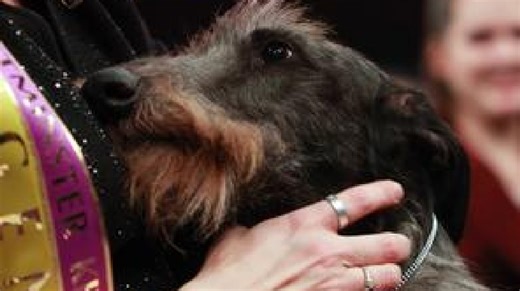 Local dog wins Best in Show at Westminster