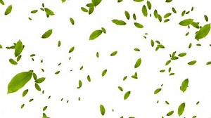 Leafs Leaves Falling Dynamic Background Video Stock Footage Video (100% Royalty-free) 1047739324 | Shutterstock