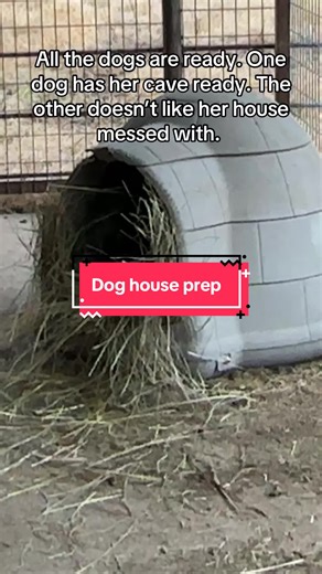 Preparing a Cozy Dog House for Farm Dogs