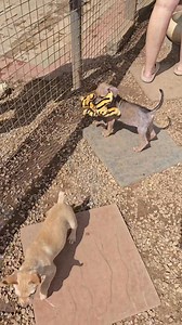 #Nora was gifted a new toy this weekend and had to go show it off 🤩 | Bella's Guardian Angels - animal rescue