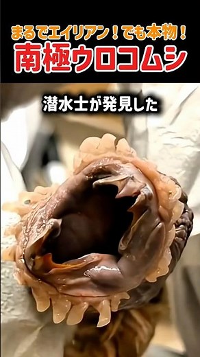 実在するエイリアン？南極深海の怪物「南極ウロコムシ」 #深海生物 #南極ウロコムシ #未知の生物 #海洋生物 #ゴカイ #深海の謎 #衝撃映像 #潜水士 #閲覧注意 #驚きの映像 #雑学