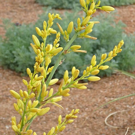 Yellow Texas Yucca, Hesperaloe parviflora Yellow | High Country Gardens