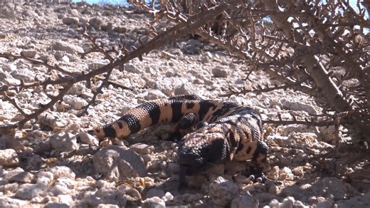 He finally saw a wild gila monster - and it was closer than anyone expected