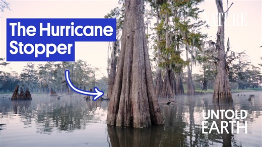 2.6K views · 28 reactions | In the Atchafalaya Basin—the largest...