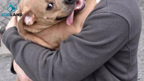 Pit bull gets abandoned at shelter because she was 'too nice' and 'wasn't being a guard dog'