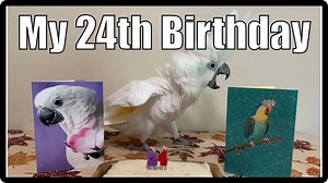 My 24th Birthday | Buttons the Cockatoo