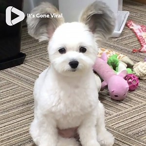 562K views · 8.5K reactions | This dog has Mickey Mouse ears!  | IGV | Facebook