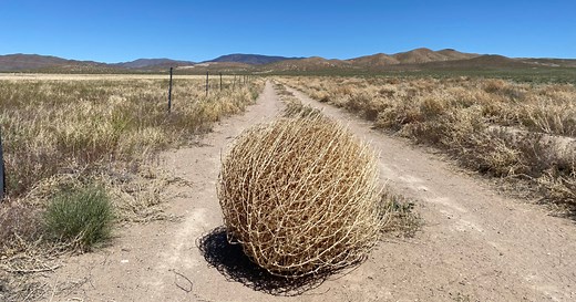 What Actually Are Tumbleweeds And Why Are They Considered An Invasive Species?